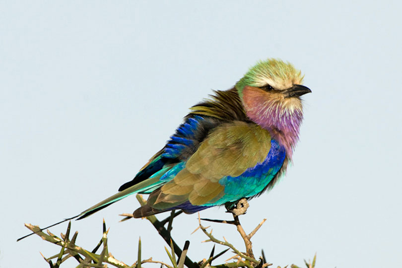 Lilac-breasted Roller, Tanzania